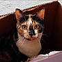 Mimi is registered to the contest to win money with this photo: animal, box, calico_cat, cardboard_box, cat, closeup, curious, cute, domestic_cat, ears, face, feline, fur, indoor, looking, mammal, pet, portrait, whiskers, yellow_eyes