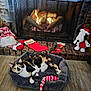 animal, brick_hearth, calico_cat, cat, cozy, festive, fire, fireplace, fur, gnome, holiday_decor, home, indoor, pet_bed, plush_toy, relaxing, snoopy, stocking, warmth, wood_floor