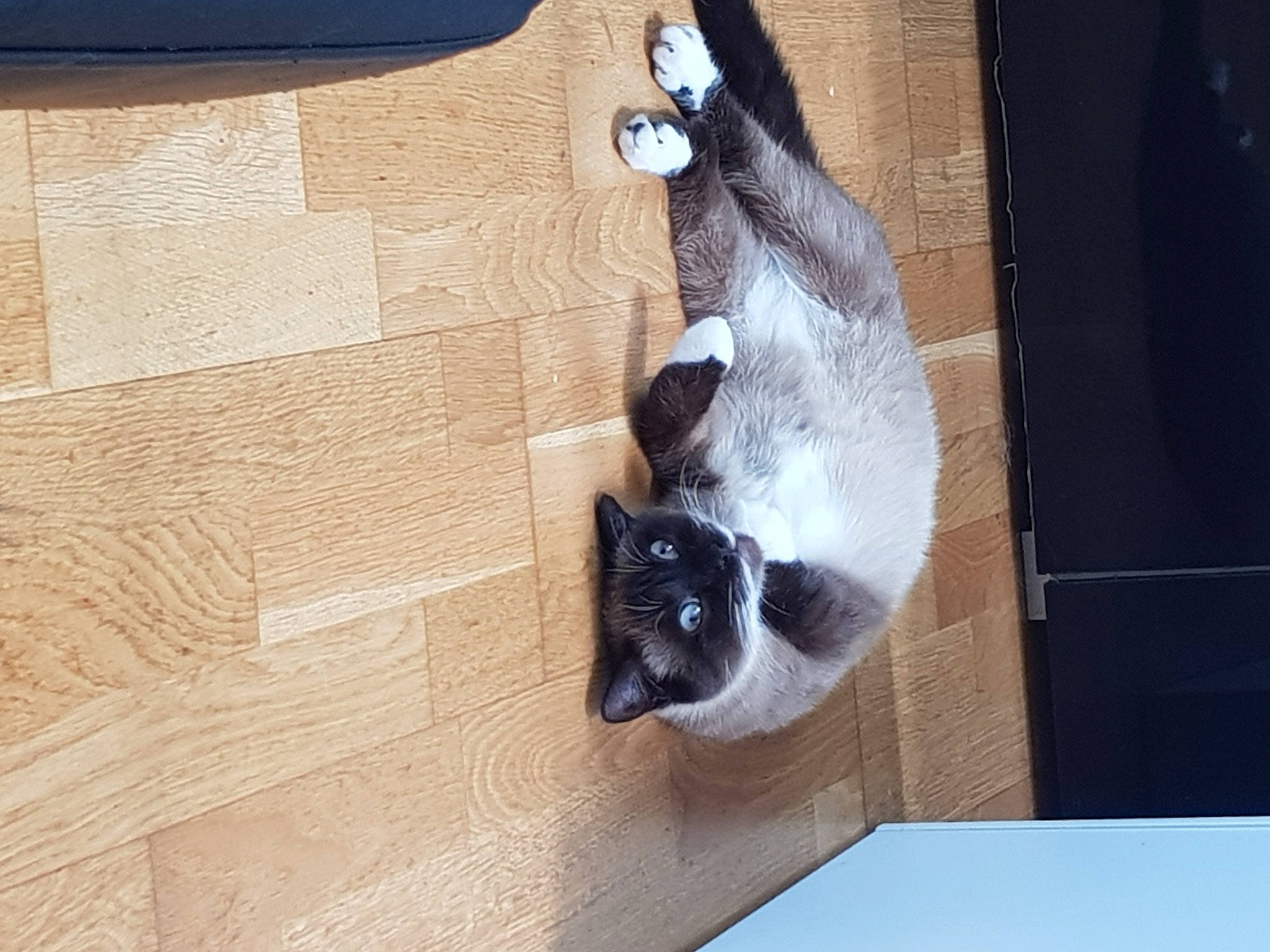 Leeloo participe au concours pour gagner de l'argent avec cette photo : brown, canidae, carnivore, cat, dog_breed, domestic_short_haired_cat, fawn, felidae, flooring, fur, hardwood, pet_supply, plywood, small_to_medium_sized_cats, snout, sporting_group, tail, whiskers, window, wood