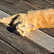 Mr. Squints joined the competition — help win amazing prizes! animal, cat, closeup, cute, daylight, ears, eyes, feline, ginger_cat, laying_down, nature, orange_fur, outdoor, pet, relaxing, resting, sunlight, texture, whiskers, wooden_deck