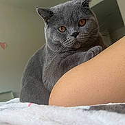 Gigi is registered to the contest to win money with this photo: amber_eyes, animal, cat, close_up, companion, cozy, curious, cute, domestic_cat, feline, fur, gray_cat, home, indoor, person_leg, pet, portrait, resting, soft_light, whiskers