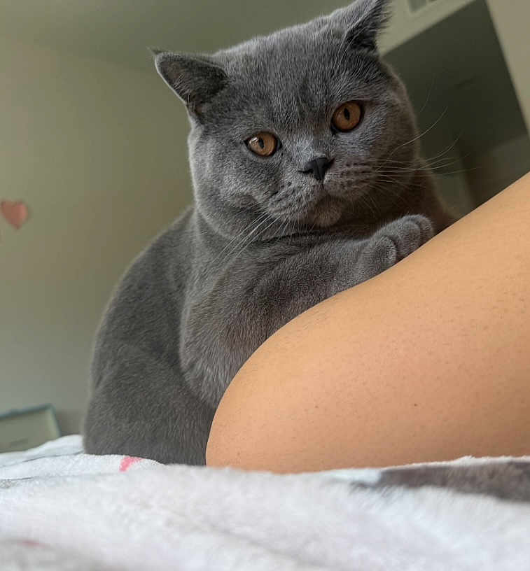 Gigi