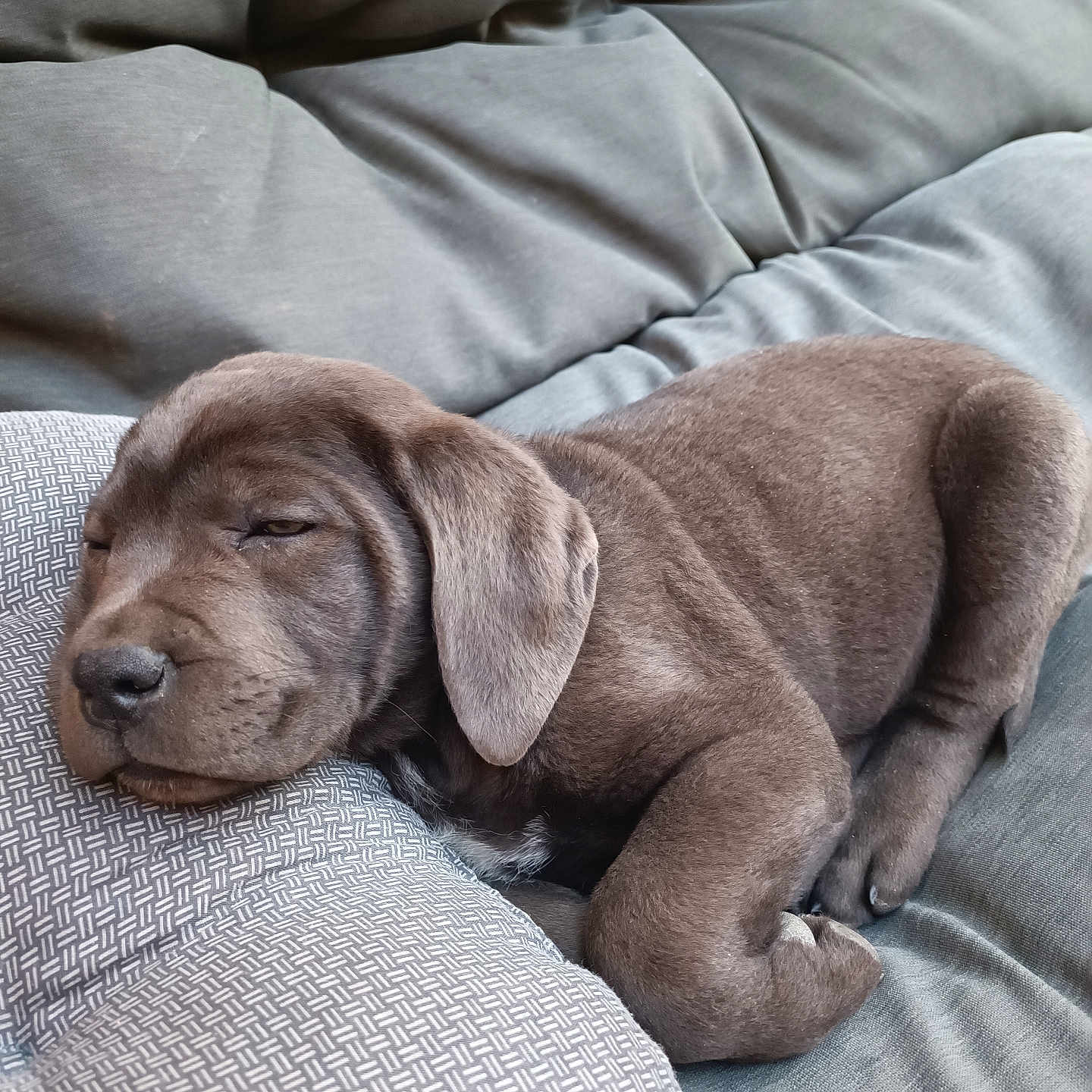 Ares participe au concours pour gagner de l'argent avec cette photo : animal, armchair, beagle, bulldog, canine, chair, couch, cushion, dog, furniture, homedecor, hound, labradorretriever, linen, person, pet, pitbull, pointer, puppy, sleeping