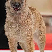 Topaze participe au concours pour gagner de l'argent avec cette photo : dog, canine, curly_coat, standing, pet, animal, ears, fur, happy, leash, handler, indoor, portrait, looking_at_camera, four_legs, muzzle, tail, brown_fur, black_nose, alert