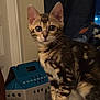 Moose joined the competition — help win amazing prizes! kitten, cat, tabby, indoor, pet, animal, feline, young, curious, ears, whiskers, soft_furniture, blanket, cat_carrier, box, patterned_blanket, close_up, sitting, alert, domestic