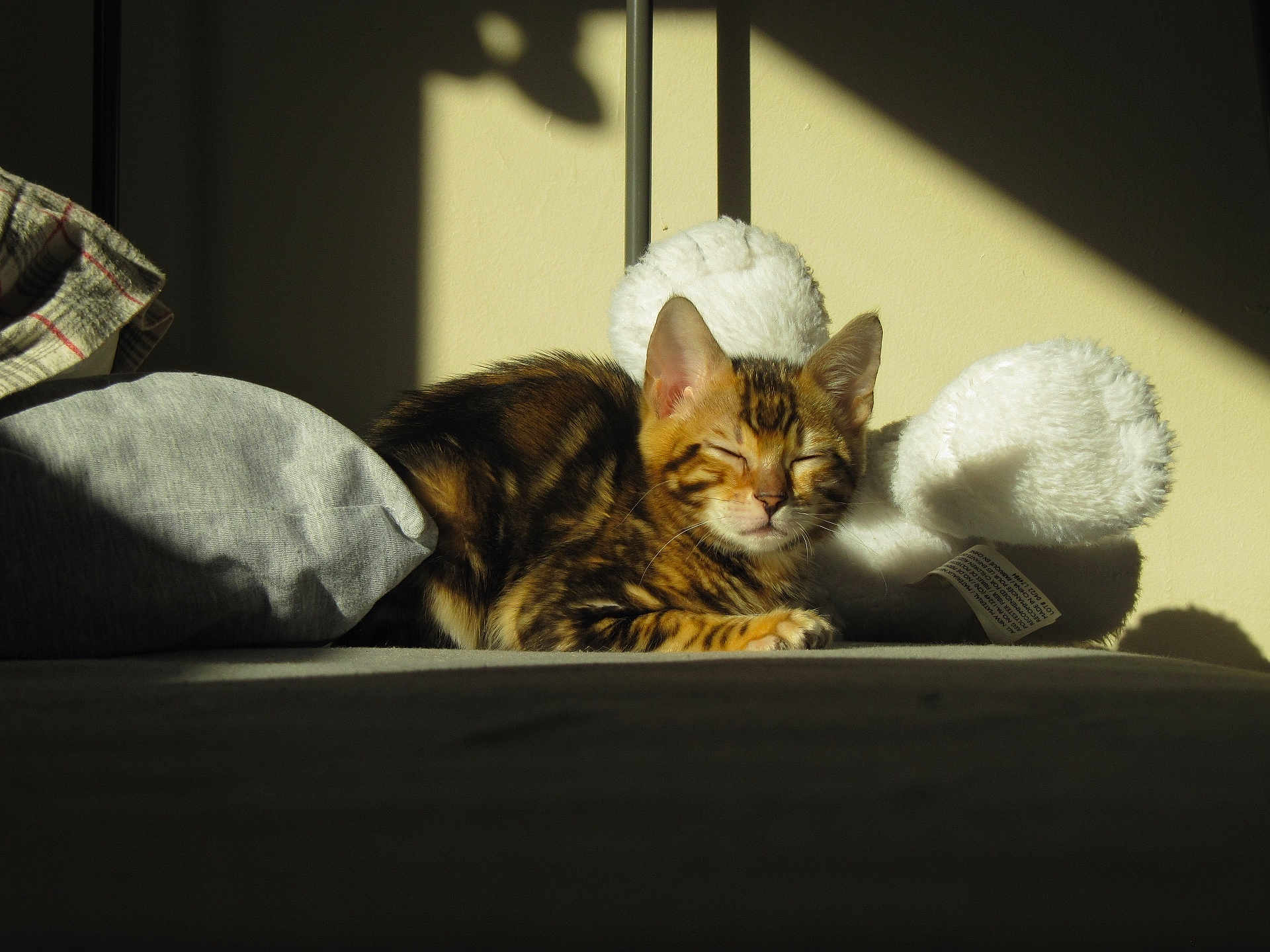 Moose is registered to the contest to win money with this photo: kitten, cat, sunlight, bed, pillow, stuffed_toy, teddy_bear, indoor, sleeping, feline, striped, pet, cozy, relaxing, soft, shadow, comfort, animal, cute, resting