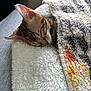 kitten, sleeping, blanket, cozy, fur, closeup, indoor, pet, animal, cute, resting, soft, comfort, warm, snuggled, colorful, texture, relaxed, peaceful, nap