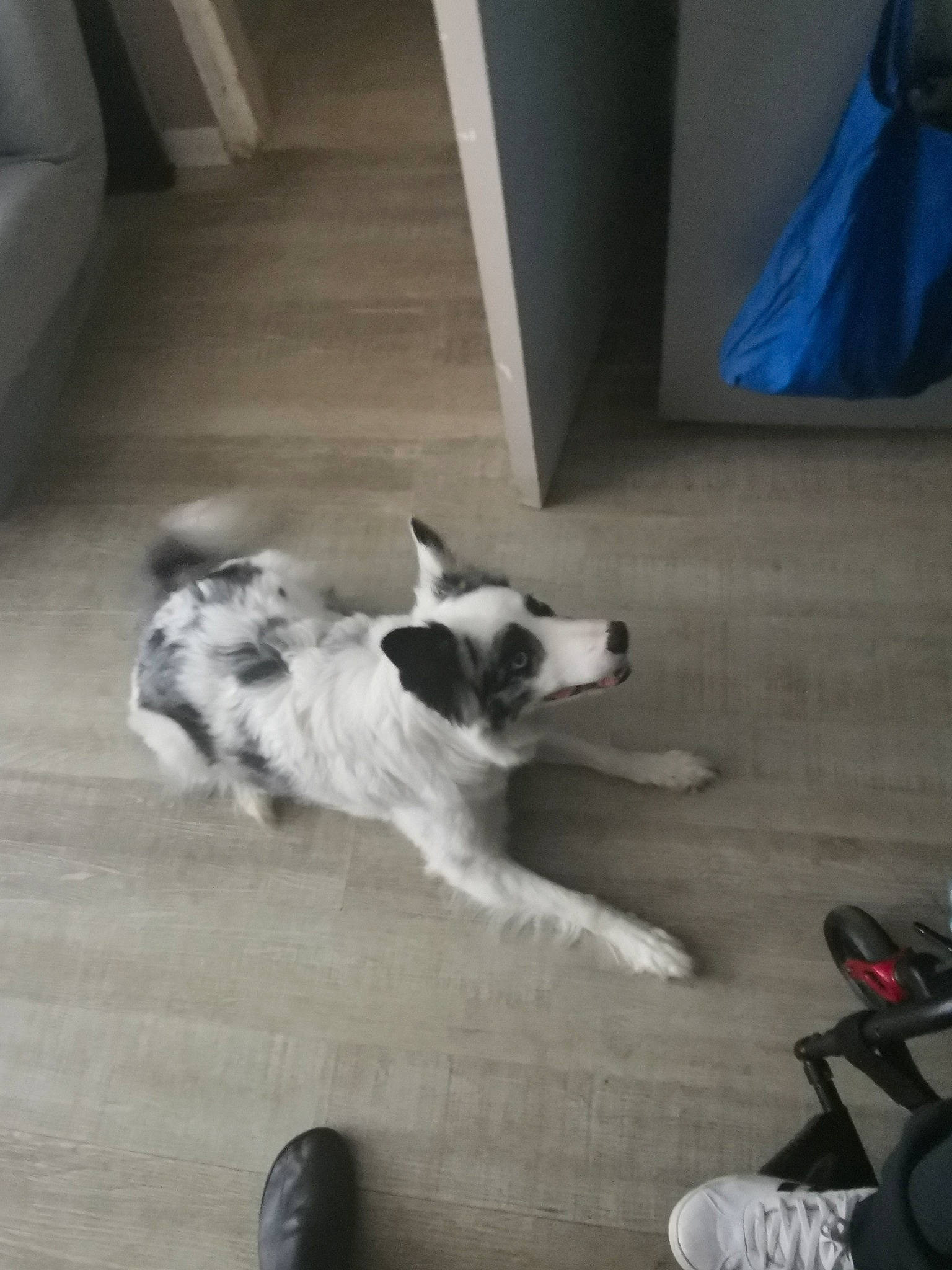 Only participe au concours pour gagner de l'argent avec cette photo : canidae, carnivore, companion_dog, dog, dog_breed, dog_supply, door, felidae, floor, flooring, fur, hardwood, paw, small_to_medium_sized_cats, sporting_group, tail, toy_dog, white, wood, working_animal