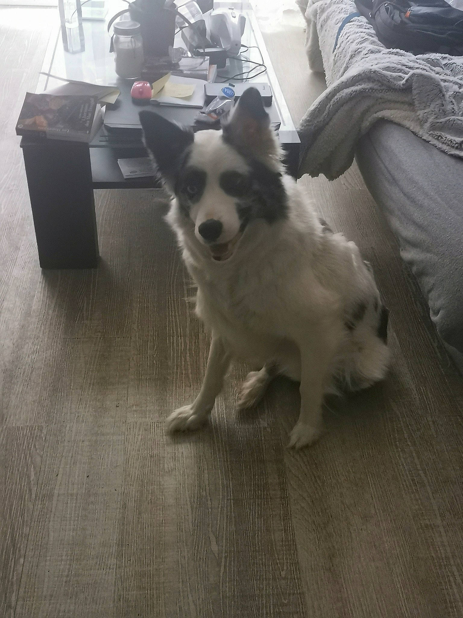 Only a rejoint le concours — aidez-le/la à gagner de superbes lots ! carnivore, comfort, companion_dog, dog, dog_breed, felidae, floor, flooring, fur, furniture, grey, hardwood, paw, siberian_husky, small_to_medium_sized_cats, tail, toy_dog, whiskers, wood, working_animal