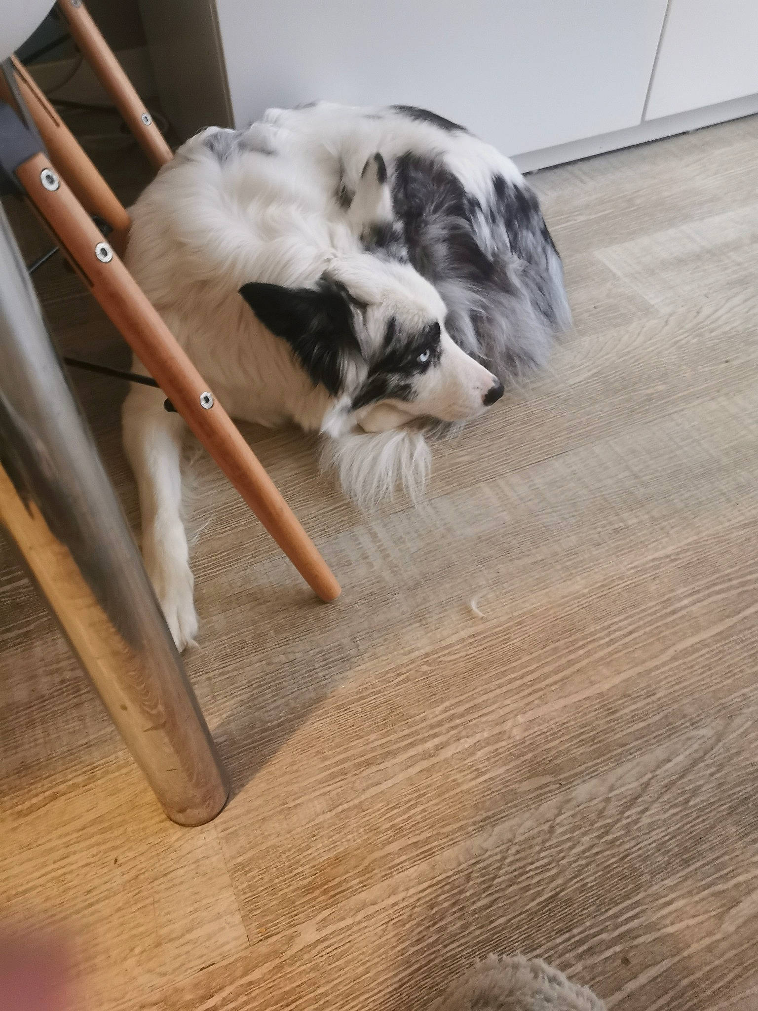 Only a rejoint le concours — aidez-le/la à gagner de superbes lots ! carnivore, cat, chair, comfort, companion_dog, dog_breed, fawn, felidae, floor, flooring, hardwood, laminate_flooring, plank, small_to_medium_sized_cats, table, tail, varnish, whiskers, wood, wood_stain