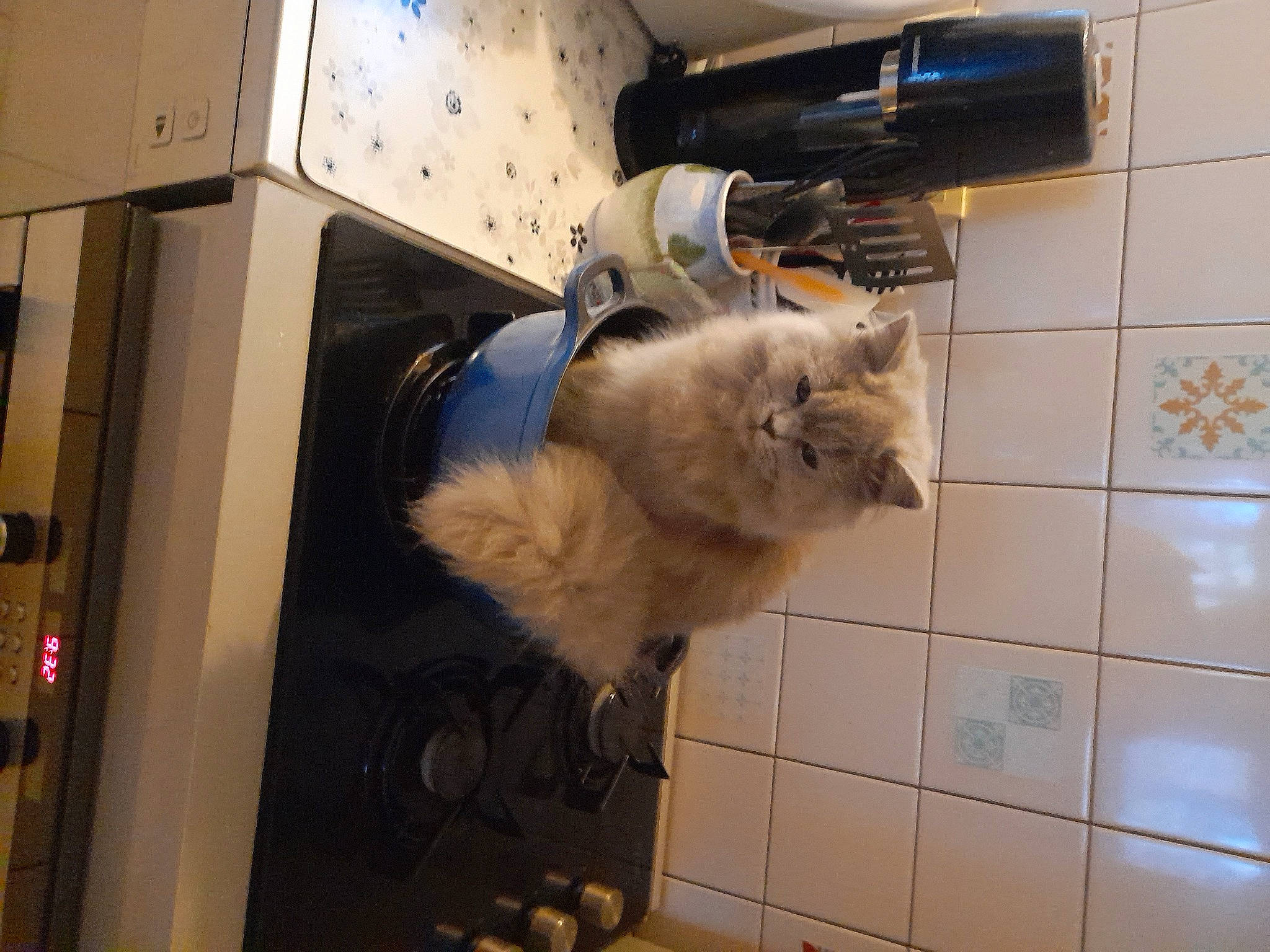 Sasha participe au concours pour gagner de l'argent avec cette photo : carnivore, cat, claw, domestic_short_haired_cat, felidae, flooring, fur, hardwood, machine, mammal, room, small_to_medium_sized_cats, snout, tail, tile_flooring, vertebrate, whiskers, wood