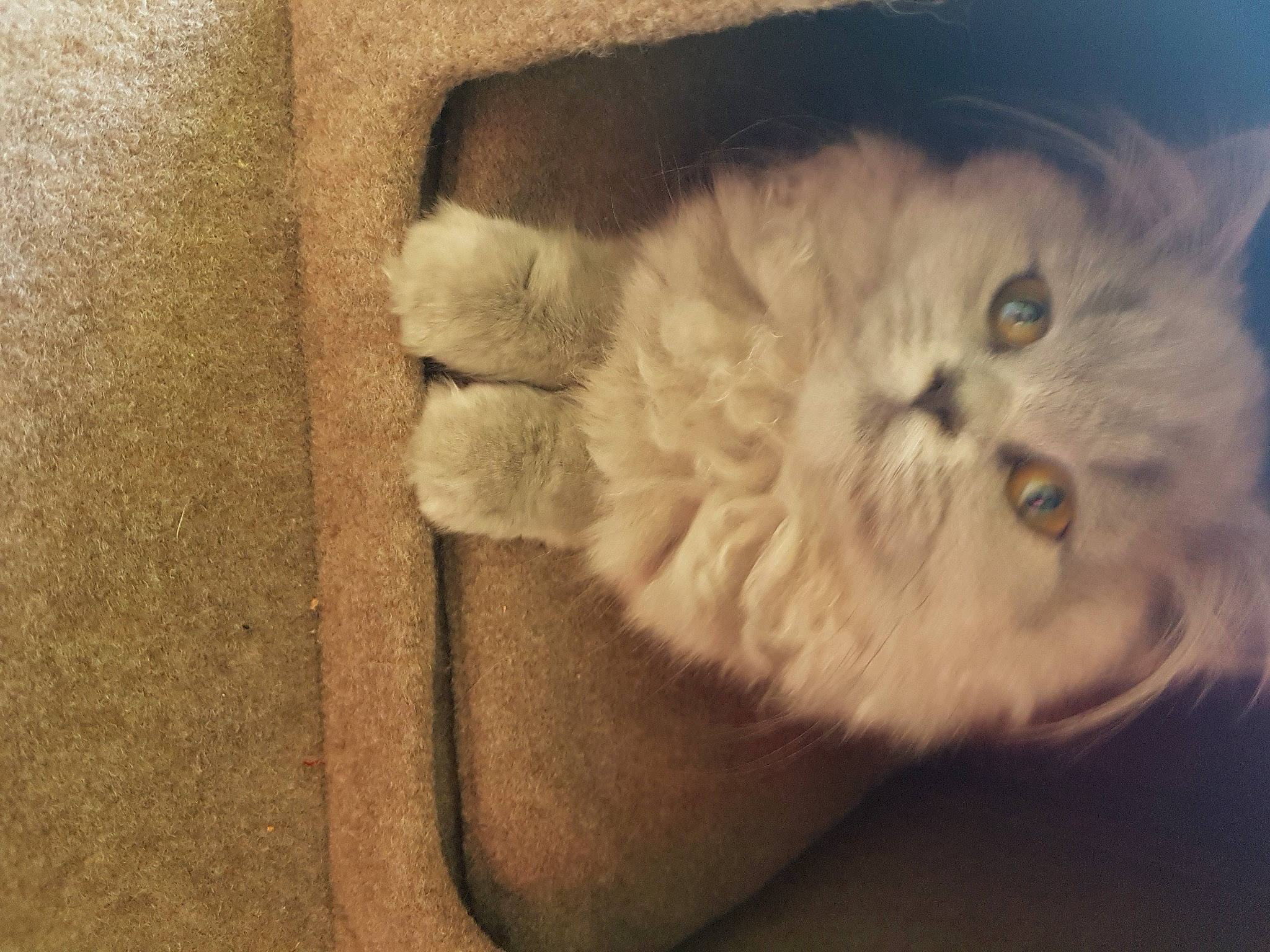 Sasha a rejoint le concours — aidez-le/la à gagner de superbes lots ! british_longhair, carnivore, cat, comfort, eye, fawn, felidae, fur, paw, persian, small_to_medium_sized_cats, snout, tail, terrestrial_animal, whiskers, wood