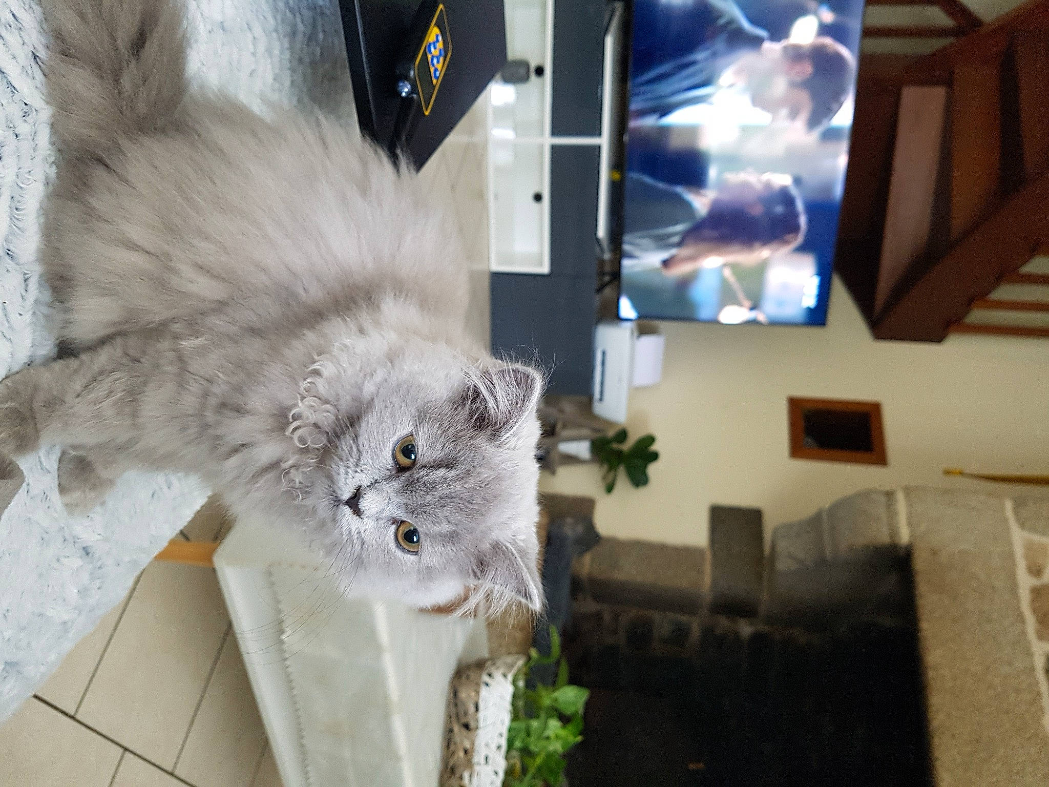 Sasha a rejoint le concours — aidez-le/la à gagner de superbes lots ! british_longhair, carnivore, cat, domestic_short_haired_cat, felidae, fur, houseplant, plant, room, small_to_medium_sized_cats, tail, tree, whiskers, window, wood