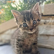 Bloom a rejoint le concours — aidez-le/la à gagner de superbes lots ! kitten, tabby, cat, pet, animal, cute, small, fur, whiskers, ears, eyes, outdoor, nature, blurred_background, curious, closeup, portrait, young, adorable, feline