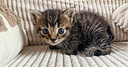 Bloom participe au concours pour gagner de l'argent avec cette photo : kitten, cat, tabby, fur, pet, animal, cute, small, cozy, couch, indoor, feline, whiskers, ears, eyes, curious, resting, soft, striped, young