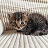 kitten, cat, tabby, fur, pet, animal, cute, small, cozy, couch, indoor, feline, whiskers, ears, eyes, curious, resting, soft, striped, young