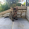 Bloom a rejoint le concours — aidez-le/la à gagner de superbes lots ! kitten, cat, tabby, animal, cute, pet, tongue_out, floor, tile, stone_wall, outdoor, blurred_background, small, fur, whiskers, ears, eyes, sitting, young, curious