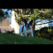 Daurys a rejoint le concours — aidez-le/la à gagner de superbes lots ! boston_terrier, canidae, carnivore, companion_dog, dog, dog_breed, fawn, french_bulldog, grass, mammal, non_sporting_group, photography, snapshot, snout, sporting_group, vertebrate