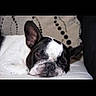 Daurys a rejoint le concours — aidez-le/la à gagner de superbes lots ! boston_terrier, bulldog, canidae, carnivore, companion_dog, dog, dog_breed, ear, fawn, french_bulldog, mammal, molosser, non_sporting_group, photo_caption, puppy, snout, toy_bulldog, vertebrate