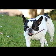 My Dodo a rejoint le concours — aidez-le/la à gagner de superbes lots ! boston_terrier, bulldog, canidae, carnivore, companion_dog, dog, dog_breed, fawn, french_bulldog, grass, mammal, non_sporting_group, puppy, rare_breed_dog, snout, sporting_group, vertebrate