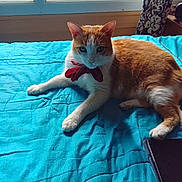 Kuro participe au concours pour gagner de l'argent avec cette photo : cat, orange_cat, white_cat, bow_tie, bed, blue_bedspread, tablet, window, curtain, indoor, pet, animal, relaxed, feline, resting, cozy, domestic, furniture, household, sunlight