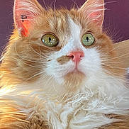 Galopin a rejoint le concours — aidez-le/la à gagner de superbes lots ! cat, close_up, fluffy, orange_cat, white_fur, green_eyes, whiskers, pet, animal, indoor, cute, feline, portrait, fur, nose, ear, curious, soft_light, domestic_animal, mammal