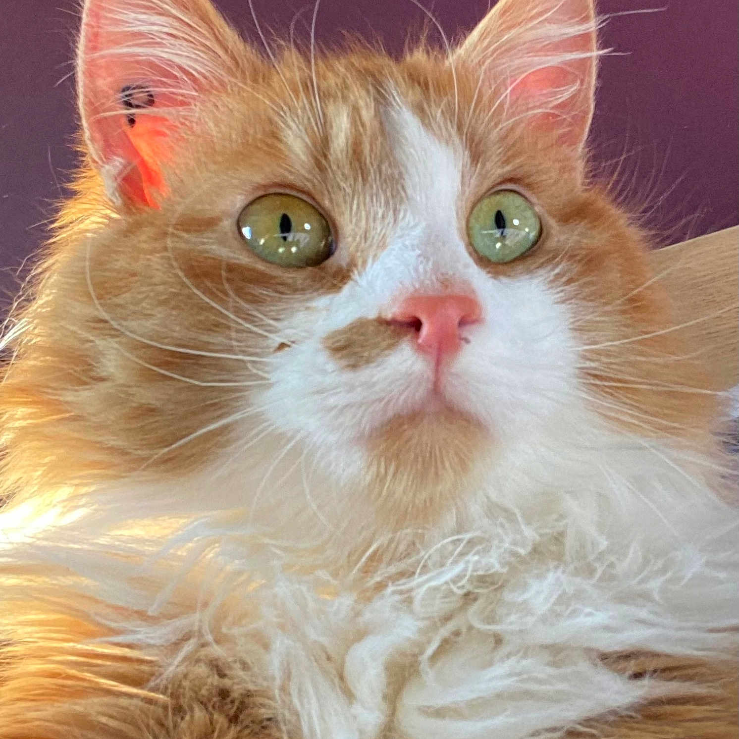 Galopin a rejoint le concours — aidez-le/la à gagner de superbes lots ! cat, close_up, fluffy, orange_cat, white_fur, green_eyes, whiskers, pet, animal, indoor, cute, feline, portrait, fur, nose, ear, curious, soft_light, domestic_animal, mammal