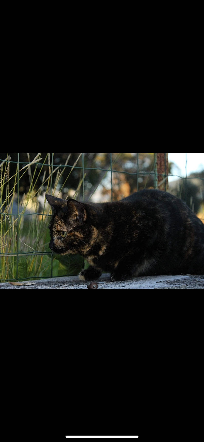 Alba participe au concours pour gagner de l'argent avec cette photo : asian, black_cat, carnivore, cat, domestic_short_haired_cat, dragon_li, european_shorthair, eye, felidae, fur, sky, small_to_medium_sized_cats, snapshot, snout, tail, tree, whiskers, wild_cat, window