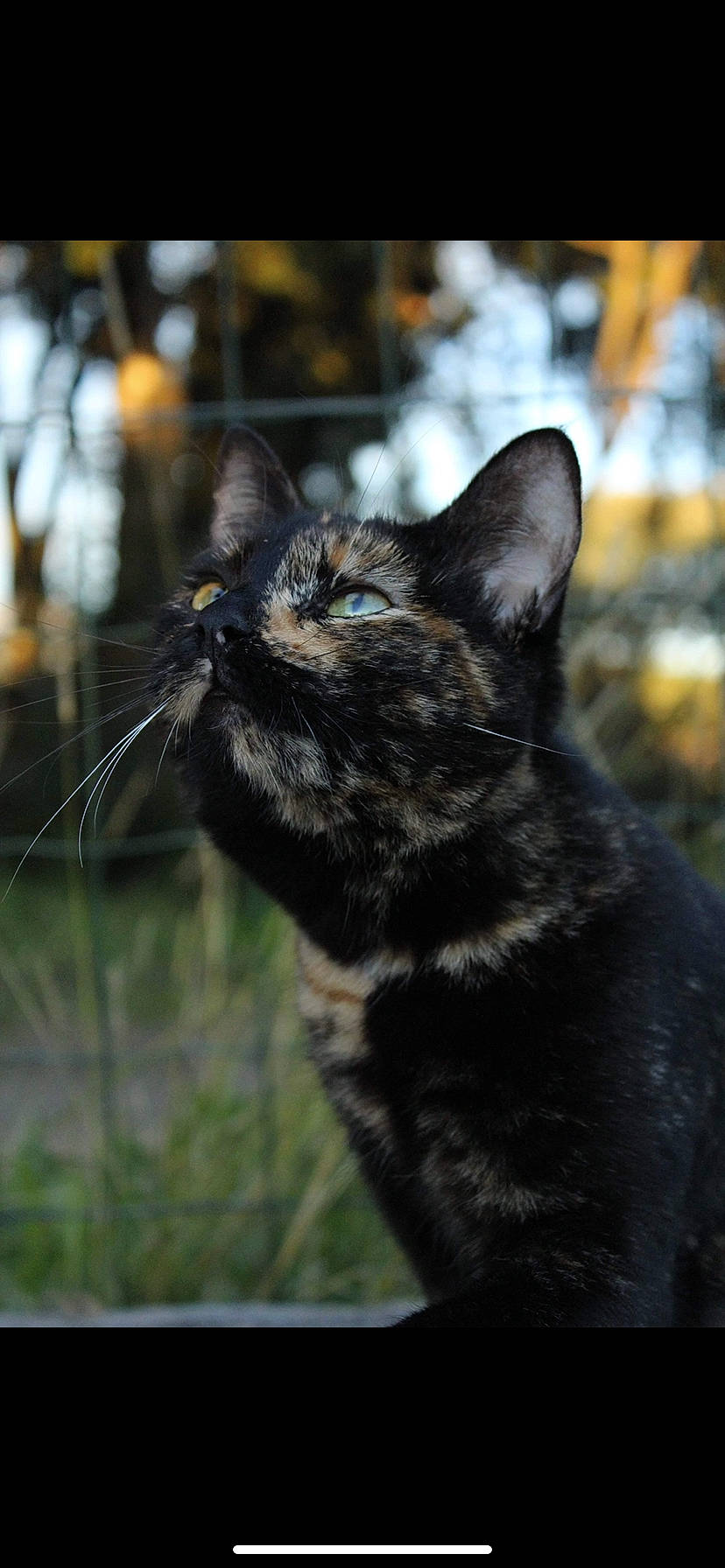 Alba participe au concours pour gagner de l'argent avec cette photo : asian, black_cat, carnivore, cat, domestic_short_haired_cat, eye, felidae, fur, mammal, photography, small_to_medium_sized_cats, snapshot, snout, whiskers