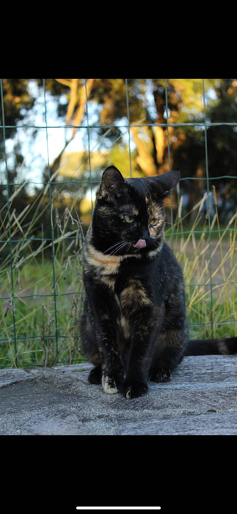 Alba participe au concours pour gagner de l'argent avec cette photo : asian, black_cat, bombay, carnivore, cat, domestic_short_haired_cat, felidae, fur, german_rex, mammal, small_to_medium_sized_cats, snout, tail, vertebrate, whiskers