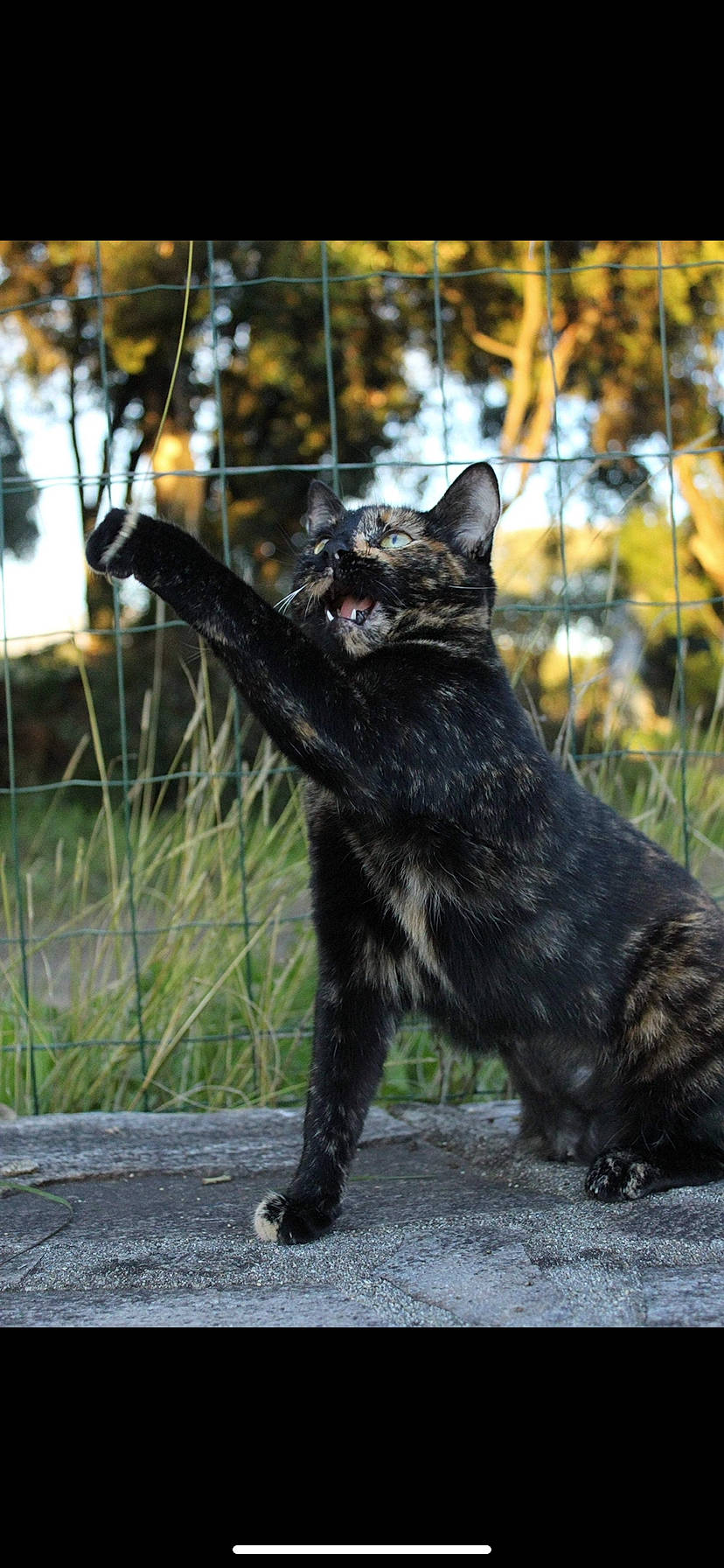 Alba a rejoint le concours — aidez-le/la à gagner de superbes lots ! carnivore, cat, domestic_short_haired_cat, facial_expression, felidae, fur, mammal, plant, small_to_medium_sized_cats, snout, tail, tree, vertebrate, whiskers, wildlife
