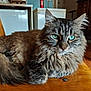 cat, fluffy, blue_eyes, wooden_chair, indoor, pet, feline, close_up, relaxed, fur, animal, domestic_animal, mammal, tabby, whiskers, cute, resting, portrait, household, cozy