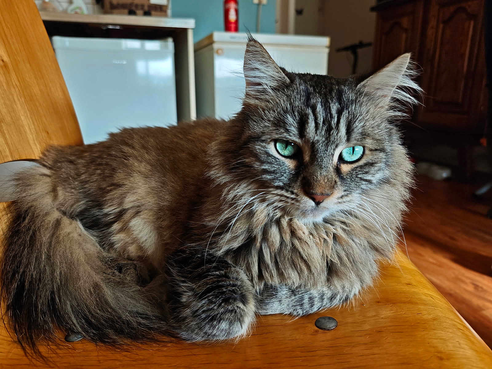 Bidou participe au concours pour gagner de l'argent avec cette photo : cat, fluffy, blue_eyes, wooden_chair, indoor, pet, feline, close_up, relaxed, fur, animal, domestic_animal, mammal, tabby, whiskers, cute, resting, portrait, household, cozy