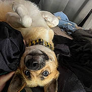 Peach is registered to the contest to win money with this photo: animal, bed, black_nose, blanket, brown_fur, collar, cozy, curtain, cute, dog, domestic, ears, expression, fur, indoor, lying_down, pet, playful, resting, upside_down