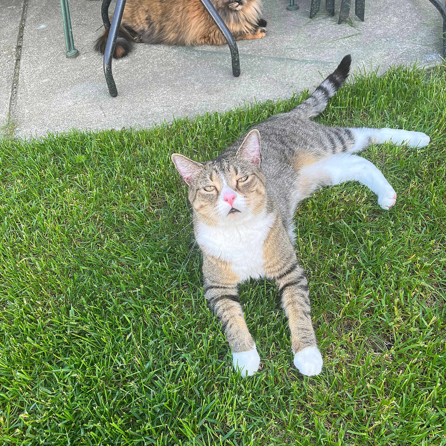 Frankie joined the competition — help win amazing prizes! animal, backyard, cat, face, field, grass, grassland, head, kitten, lawn, manx, nature, outdoors, park, person, pet, photography, plant, portrait, yard