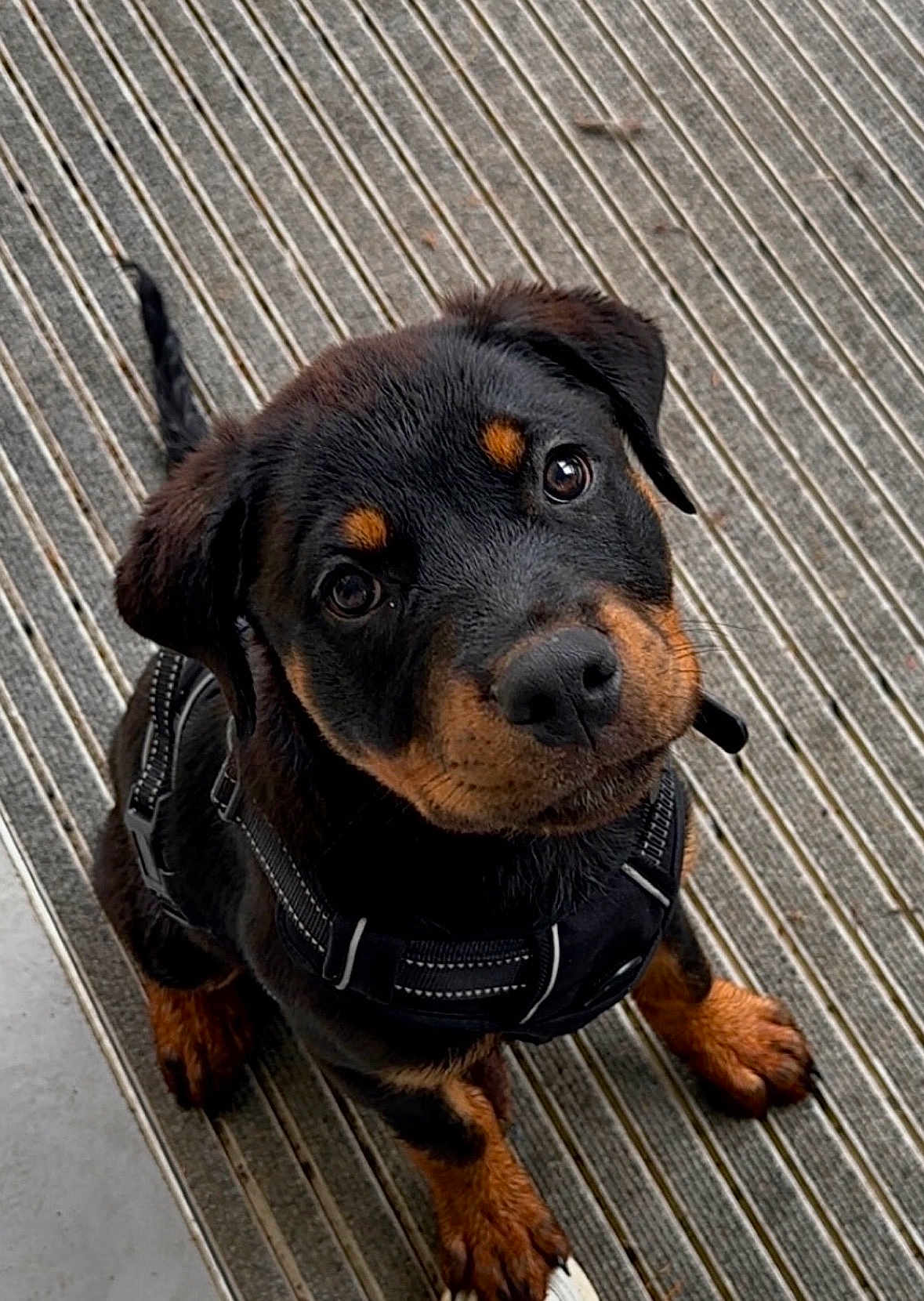 Tyson a rejoint le concours — aidez-le/la à gagner de superbes lots ! rottweiler, puppy, dog, black, brown, harness, pet, cute, outdoor, mat, curious, sitting, looking_up, fur, animal, young, canine, portrait, paw, ears