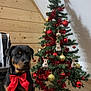 Tyson a rejoint le concours — aidez-le/la à gagner de superbes lots ! rottweiler, dog, christmas_tree, red_bow, ornaments, star_topper, wooden_wall, indoor, holiday_decor, festive, pet, flooring, sitting, black_dog, brown_markings, decoration, green_tree, red_tinsel, gold_balls, shadow