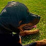 dog, rottweiler, grass, outdoor, sunlight, pet, canine, animal, tongue, black, brown, fur, collar, leash, nature, relaxing, side_view, muzzle, paw, daylight