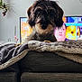Upsie a rejoint le concours — aidez-le/la à gagner de superbes lots ! animal, blanket, blanket_edge, couch, cozy, curious, dog, face, fur, furniture, hanging_plant, home_decor, indoor, living_room, pet, plant, portrait, relaxing, scruffy_dog, television