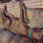 Gypsey joined the competition — help win amazing prizes! dog, upside_down, couch, patterned_fabric, relaxed, sleeping, pet, indoor, canine, collar, fur, resting, comfort, domestic_animal, paw, living_room, animal, brown_fur, cozy, napping