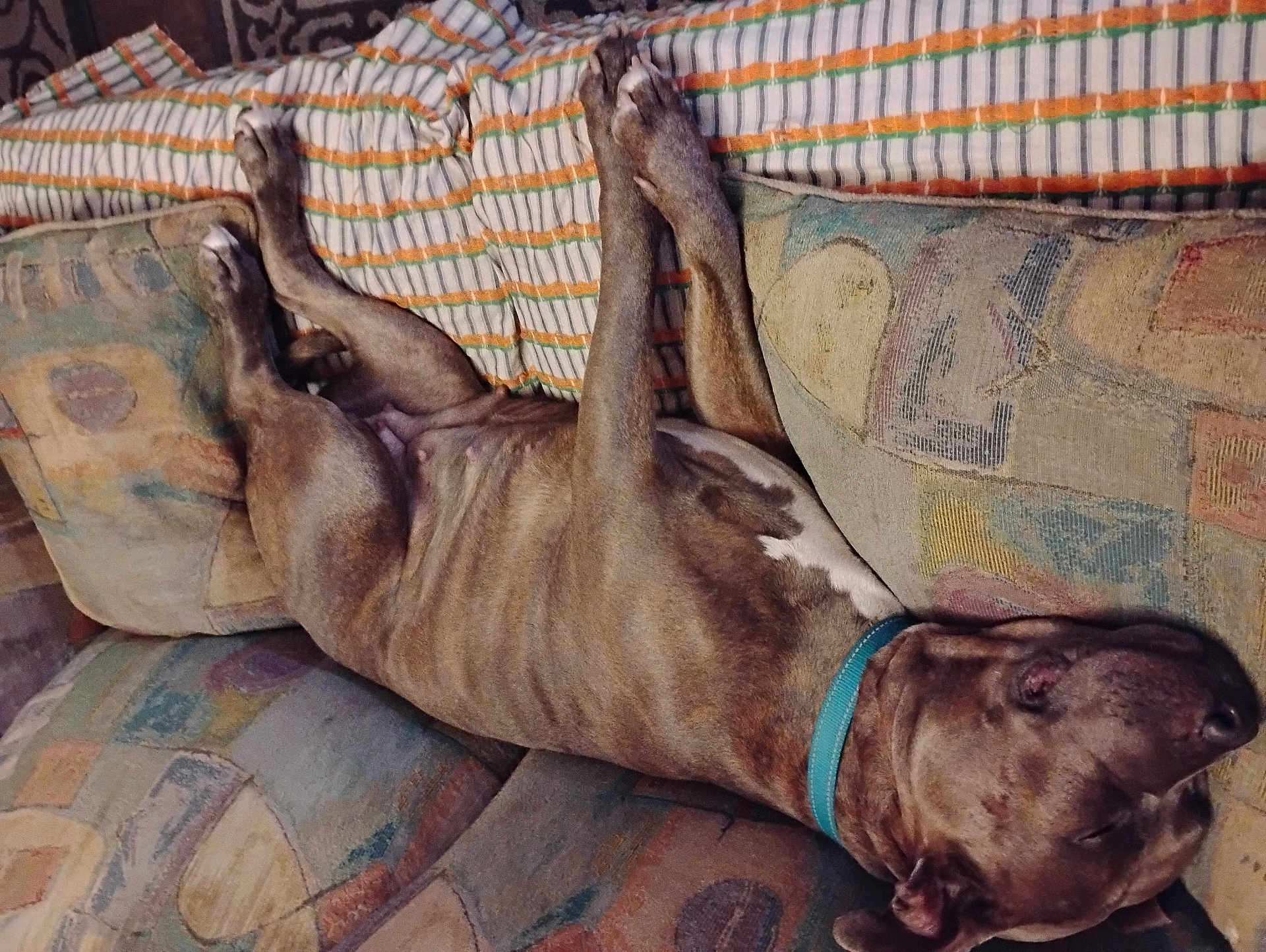 Gypsey joined the competition — help win amazing prizes! dog, upside_down, couch, patterned_fabric, relaxed, sleeping, pet, indoor, canine, collar, fur, resting, comfort, domestic_animal, paw, living_room, animal, brown_fur, cozy, napping