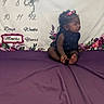 Jaliyah is registered to the contest to win money with this photo: baby, child, infant, purple_blanket, backdrop, milestone, numbers, words, months, days, weeks, years, flower_decoration, balloon_design, hair_accessories, dark_outfit, sitting, portrait, curious_expression, indoor