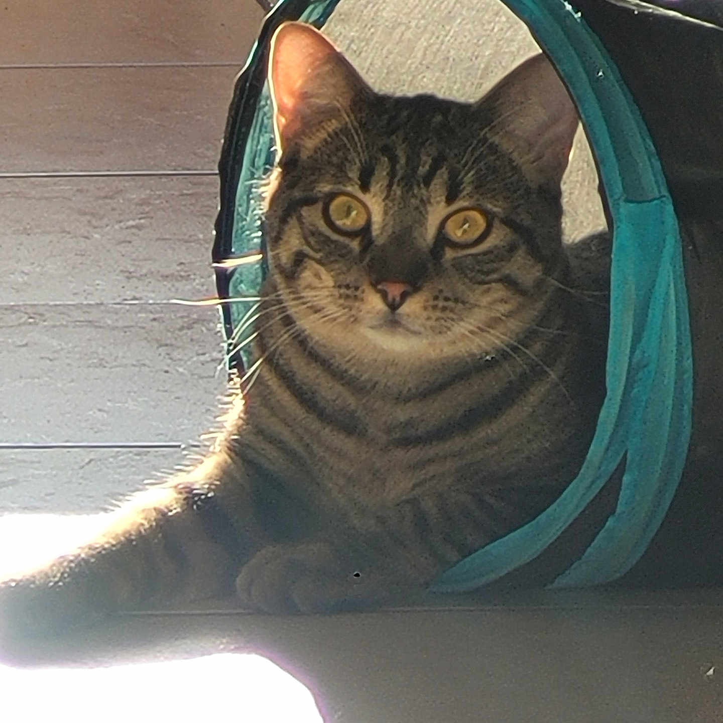Xenon
