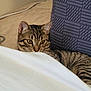 cat, tabby, pet, animal, indoor, curious, feline, striped, cushion, beige, blue, resting, whiskers, ears, eyes, closeup, cozy, soft, household, relaxed