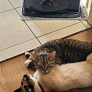 Xenon participe au concours pour gagner de l'argent avec cette photo : cat, tabby_cat, cream_cat, floor, wooden_floor, tile_floor, heater, indoor, resting, lying_down, pets, domestic_animals, fur, collar, relaxing, companions, two_animals, close_up, cute, cozy