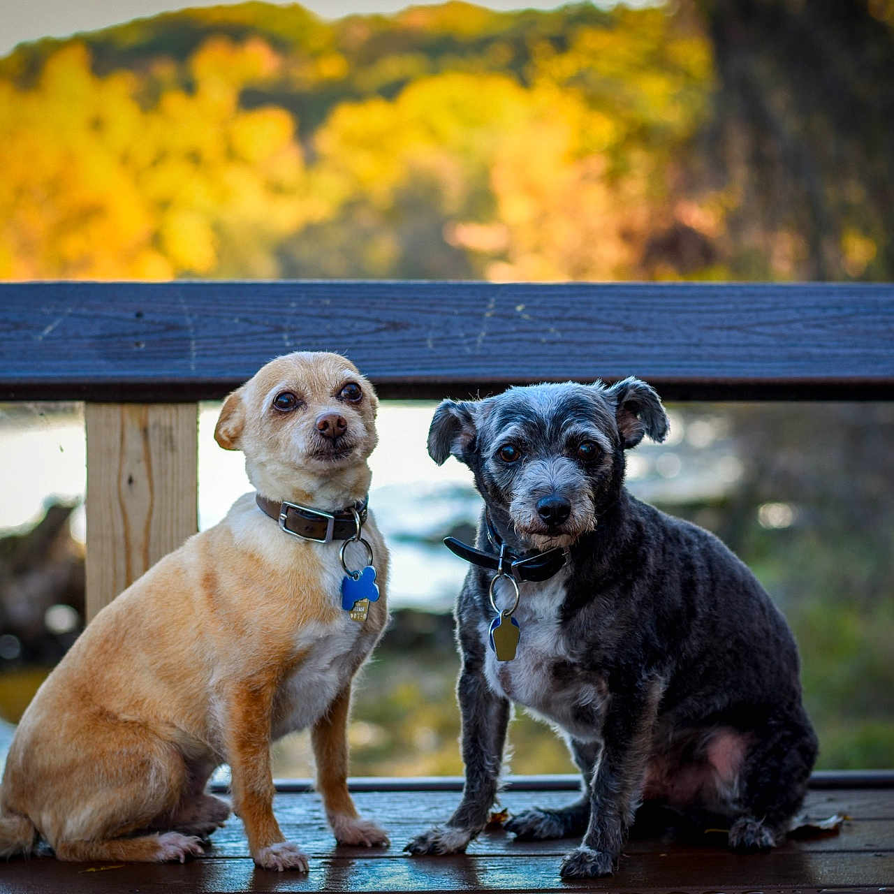 Levi And Jj is registered to the contest to win money with this photo: accessories, animal, bench, boardwalk, bridge, bulldog, canine, chihuahua, dog, furniture, hound, labradorretriever, pet, plywood, pointer, pug, puppy, water, waterfront, wood
