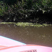 Gus a rejoint le concours — aidez-le/la à gagner de superbes lots ! bank, bayou, boat, boating, canal, forest, jungle, lake, landscape, natural_environment, plant_community, rainforest, recreation, reflection, river, tree, vehicle, water, watercourse, waterway