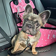 Frida is registered to the contest to win money with this photo: animal, car_interior, car_seat, collar, curious, cute, dog, ears, french_bulldog, indoor, leash, looking, pet, pet_accessory, pet_seat_cover, pink, puppy, seatbelt, sitting, young_dog