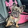 animal, car_interior, car_seat, collar, curious, cute, dog, ears, french_bulldog, indoor, leash, looking, pet, pet_accessory, pet_seat_cover, pink, puppy, seatbelt, sitting, young_dog