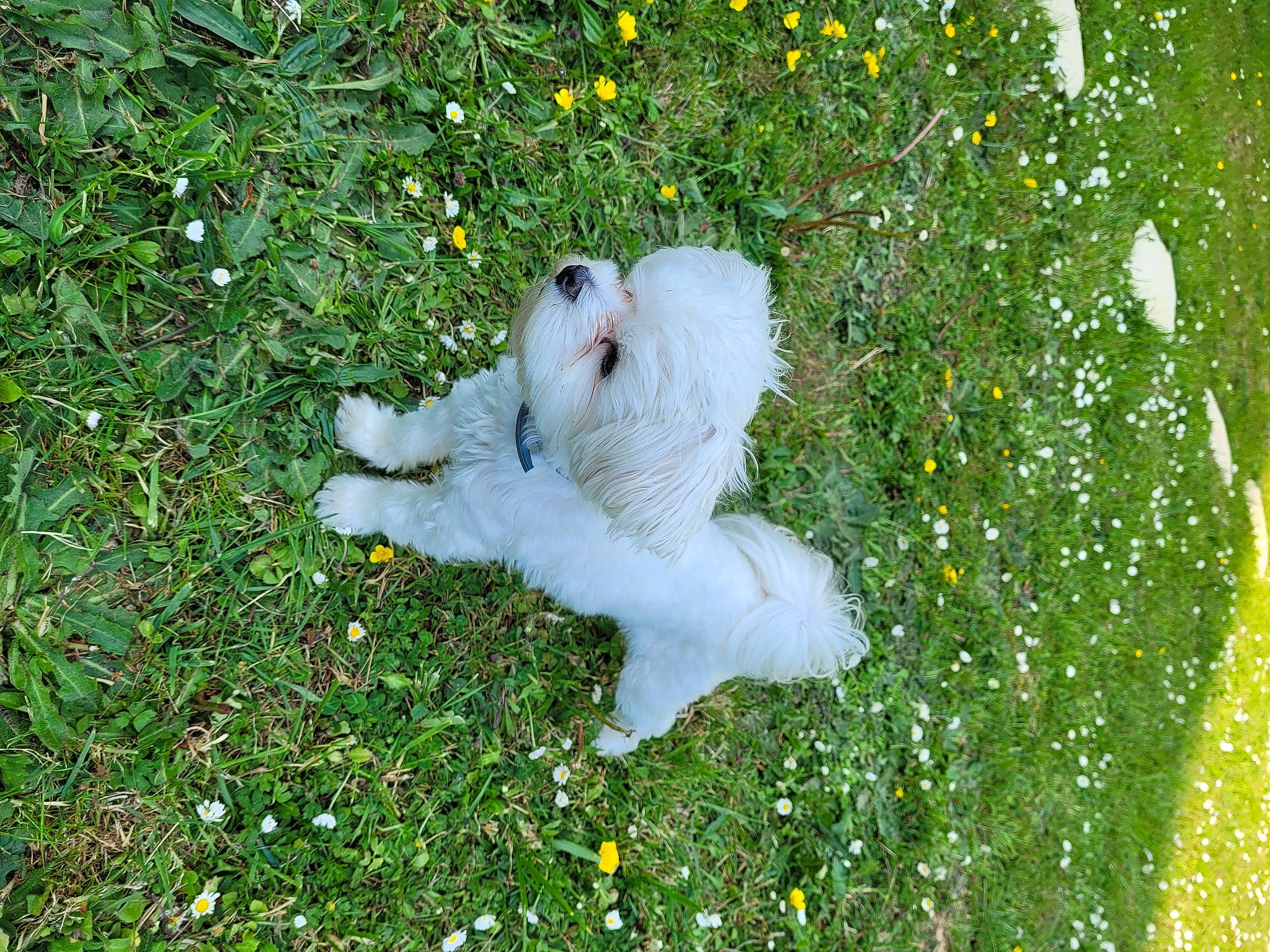 Starsky participe au concours pour gagner de l'argent avec cette photo : canidae, cockatoo, companion_dog, felidae, flowering_plant, fur, grass, groundcover, lawn, meadow, parrot, pasture, people_in_nature, petal, plant, shrub, small_to_medium_sized_cats, sporting_group, tail, vegetation